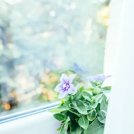 Sophies World Apartment *